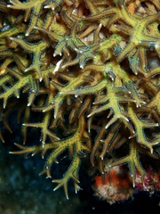 Seriatopora hystrix