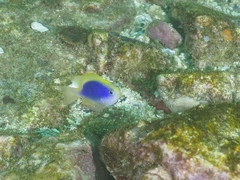 Chrysiptera flavipinnis