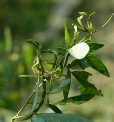 Ohwia caudata