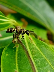 Ropalidia timida