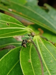 Ropalidia timida