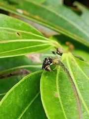 Ropalidia timida