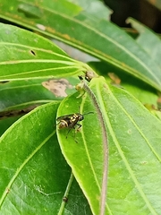 Ropalidia timida