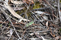 Caladenia versicolor