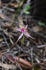 Caladenia versicolor