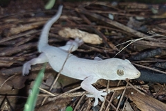 Hemidactylus frenatus