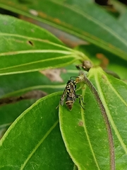 Ropalidia timida
