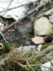 Liocichla steerii