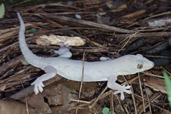 Hemidactylus frenatus