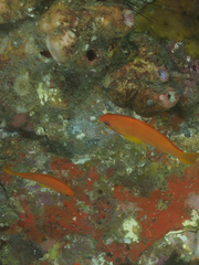 Pseudanthias squamipinnis