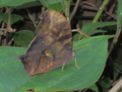 Nymphalidae