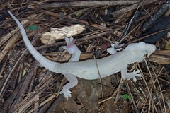 Hemidactylus frenatus