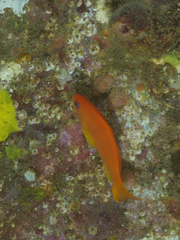 Pseudanthias squamipinnis