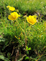 Potentilla grandiflora