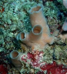 Porifera