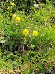 Potentilla grandiflora