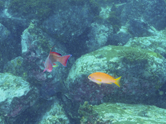 Pseudanthias squamipinnis