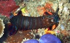 Odontodactylus scyllarus