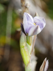 Thelymitra nervosa