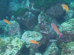 Pseudanthias squamipinnis