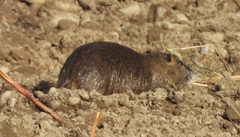Myocastor coypus