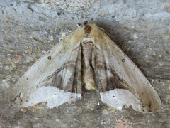 Chorodna metaphaearia