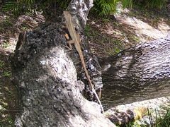 Agamidae