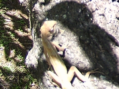 Agamidae
