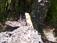 Agamidae
