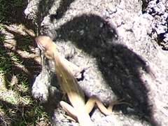 Agamidae
