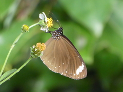 Euploea tulliolus
