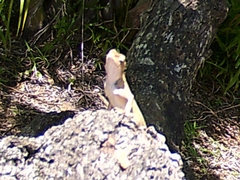 Agamidae