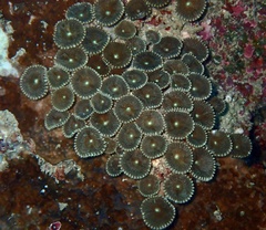 Palythoa heliodiscus