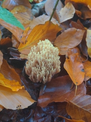 Ramaria stricta