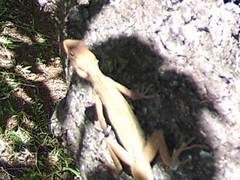 Agamidae