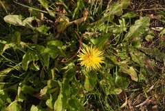 Taraxacum