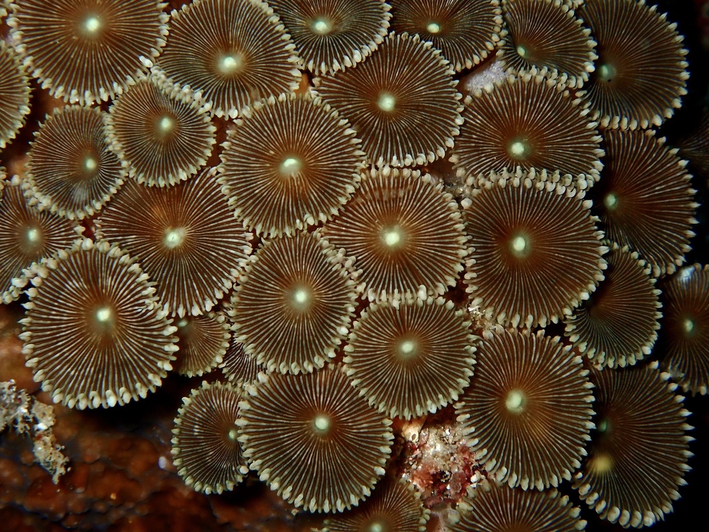 Sunray zoanthid