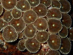 Palythoa heliodiscus