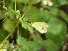 Eurema smilax