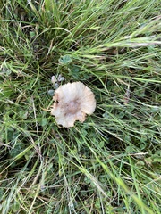 Singerocybe clitocyboides