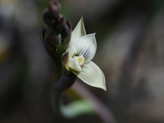Thelymitra pulchella