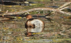 Tachybaptus ruficollis