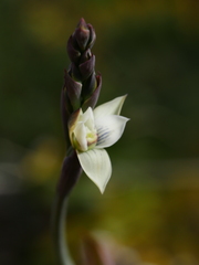 Thelymitra pulchella
