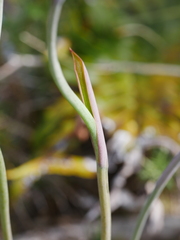 Thelymitra pulchella