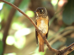Muscicapa ferruginea