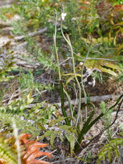 Thelymitra pulchella