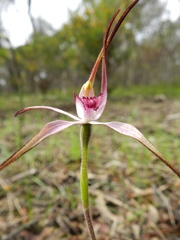 Caladenia versicolor
