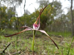 Caladenia versicolor