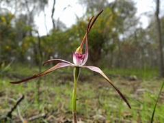 Caladenia versicolor