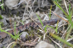 Asthenodipsas laevis